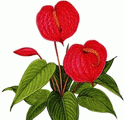 Anthurium scherzerianum